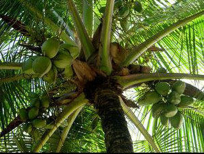 Picture of Coconuts